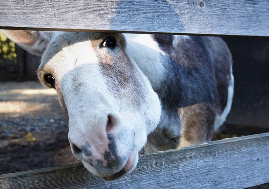 A horse named Cheeks at the SCCR.