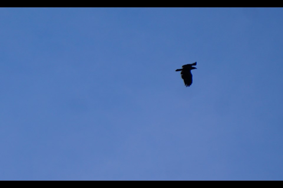 An eagle soars gracefully against a clear blue sky, a hallmark sight of the Squamish River Valley in winter.                               