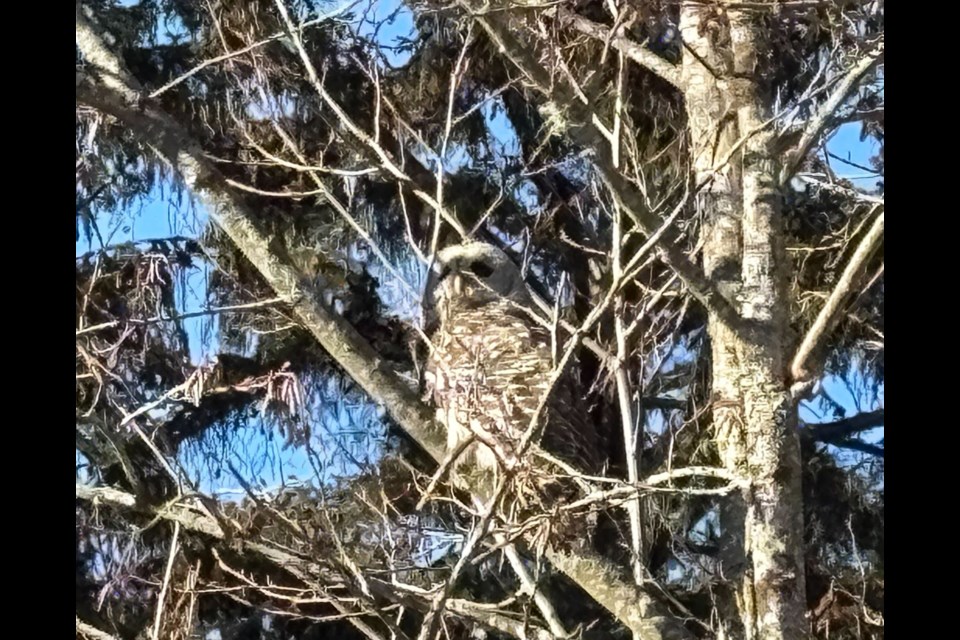 At 2:17 p.m., Yota returned to the wild after weeks of recovery.