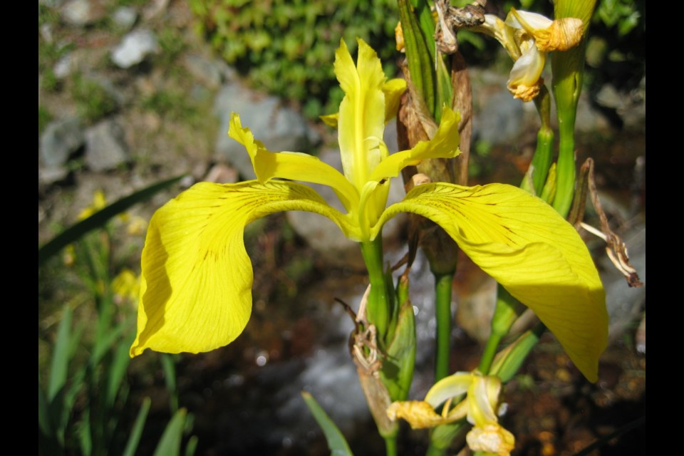 The yellow flag iris is an invasive plant that can be toxic to humans and animals and cause human skin irritations according to the Invasive Species Council of СƵ. 