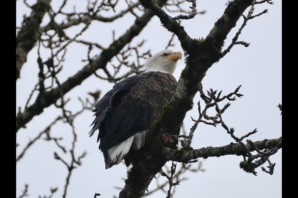 Bald eagle in Squamish.
