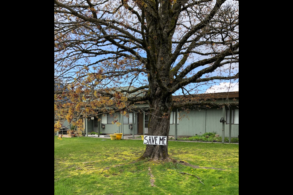 The tree a Squamish local is hoping to save.