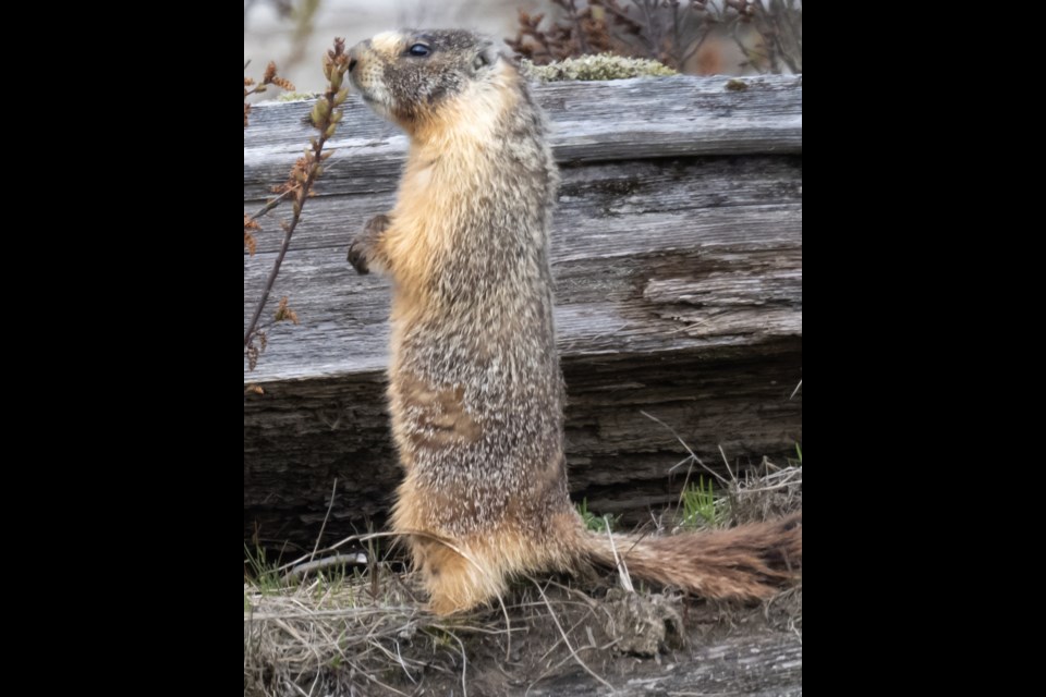 Wonder what a marmot looks like? - North Shore News