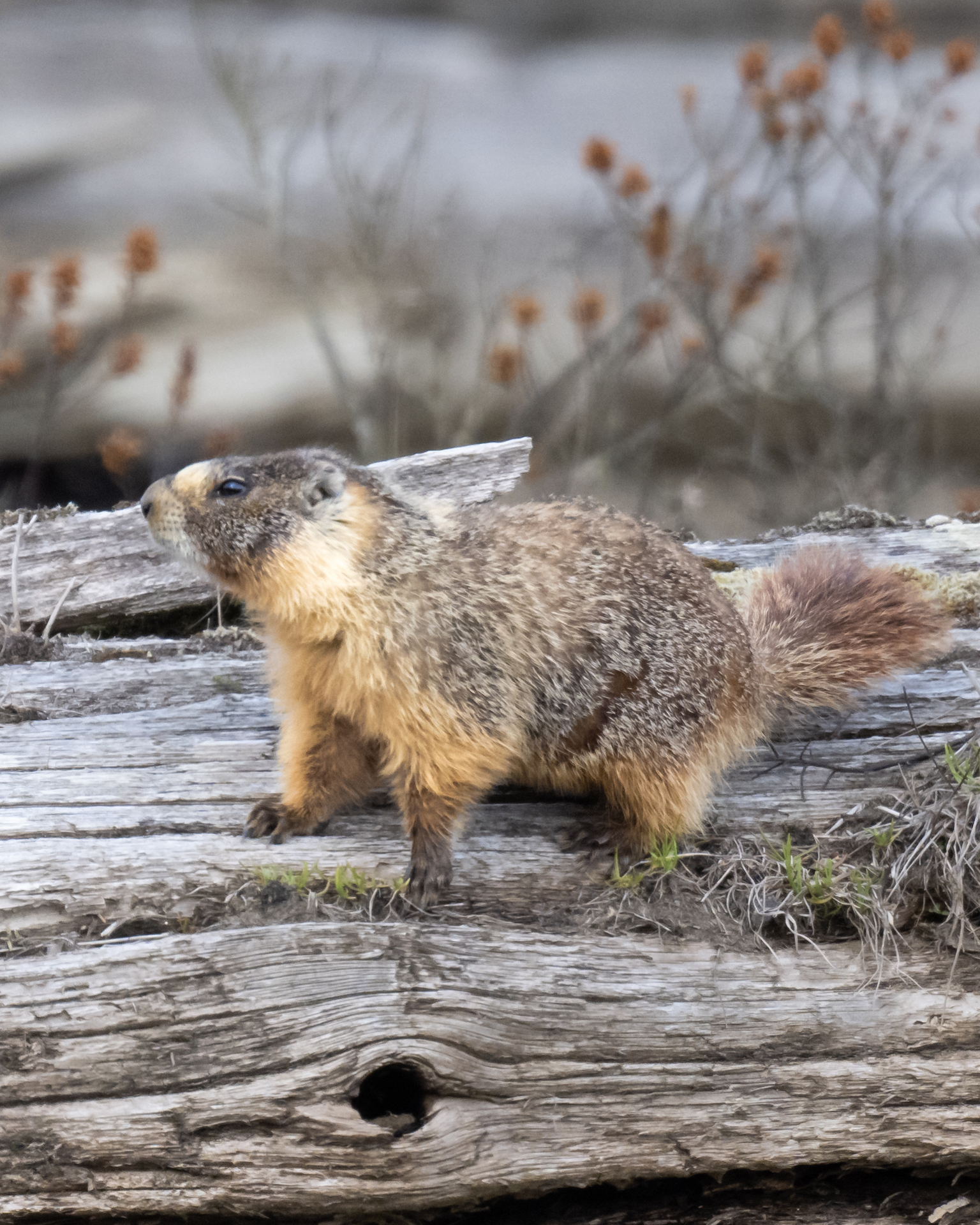 Marmot sublime sales