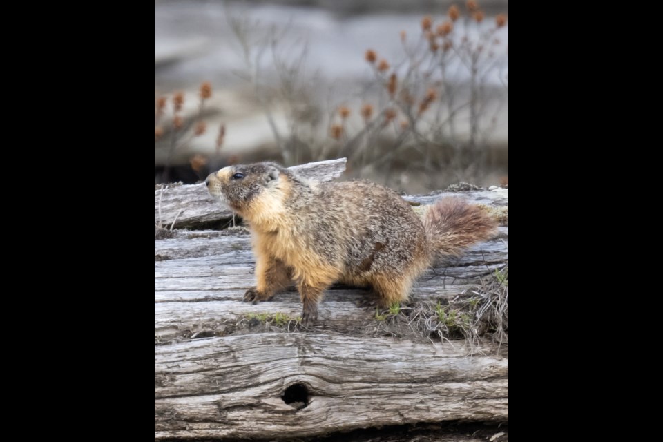 This Squamish marmot was spotted in the estuary. 