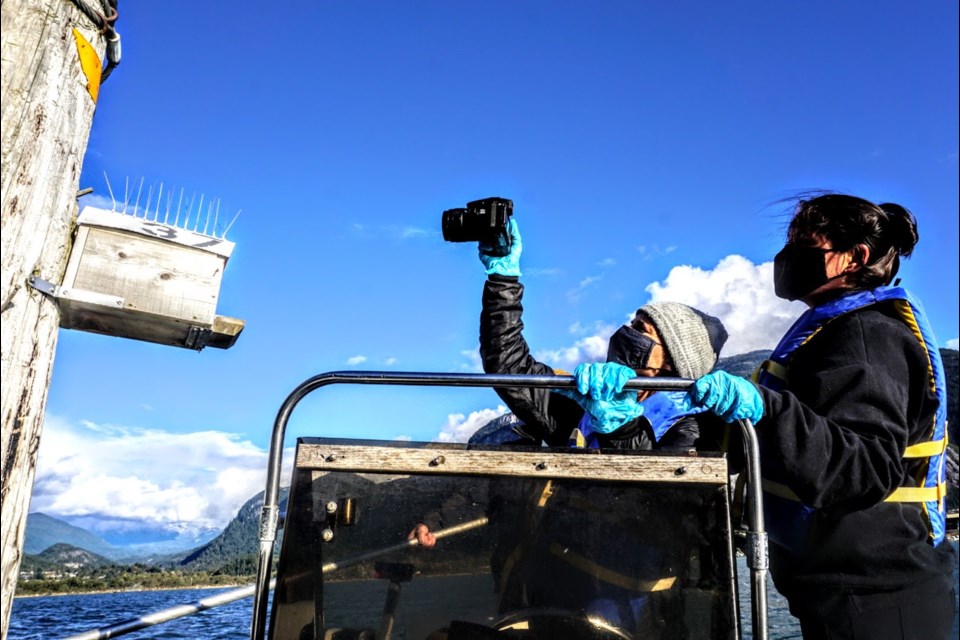 Volunteers with the 鶹Environment Society check the cameras and nests in the boxes out in Howe Sound in the 鶹Estuary, on Saturday, Oct. 22.                     