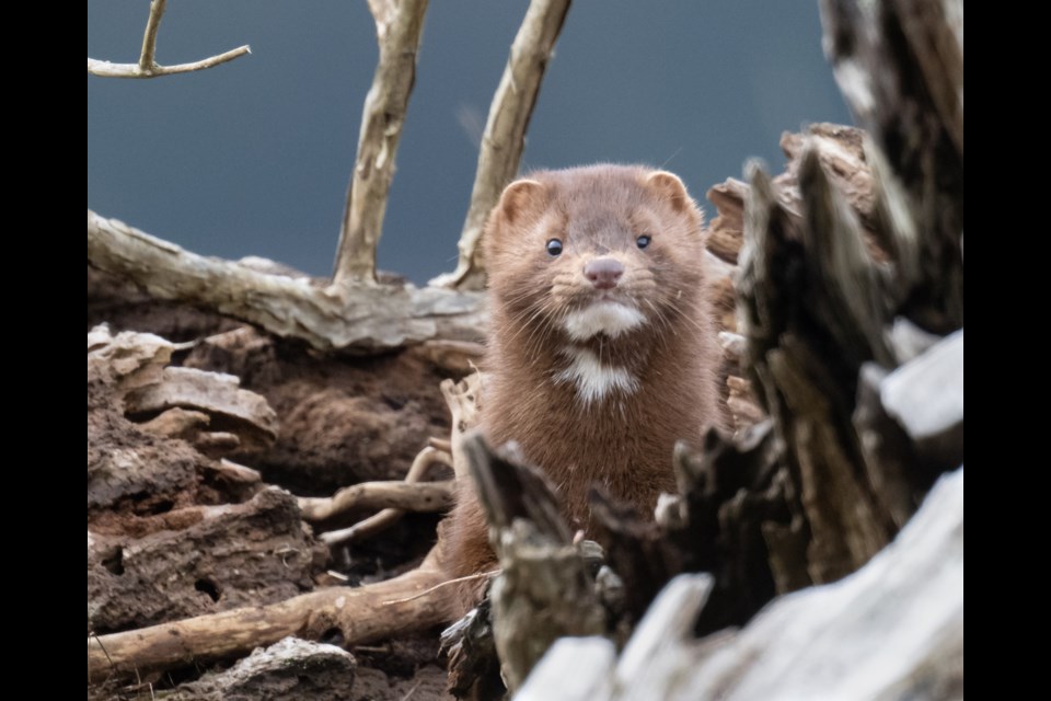 Resident Squamish mink in the estuary. 