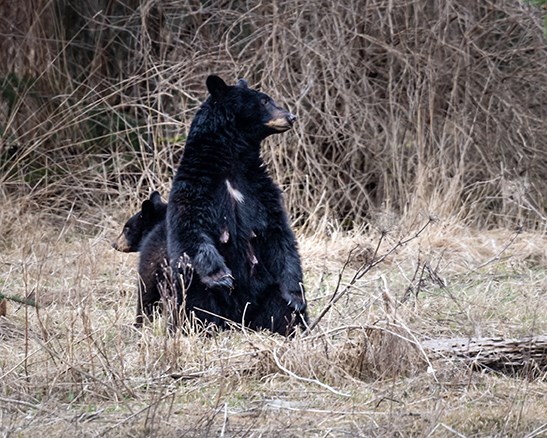 A sow and cub in the Squamish Estuary in the first week of March. 