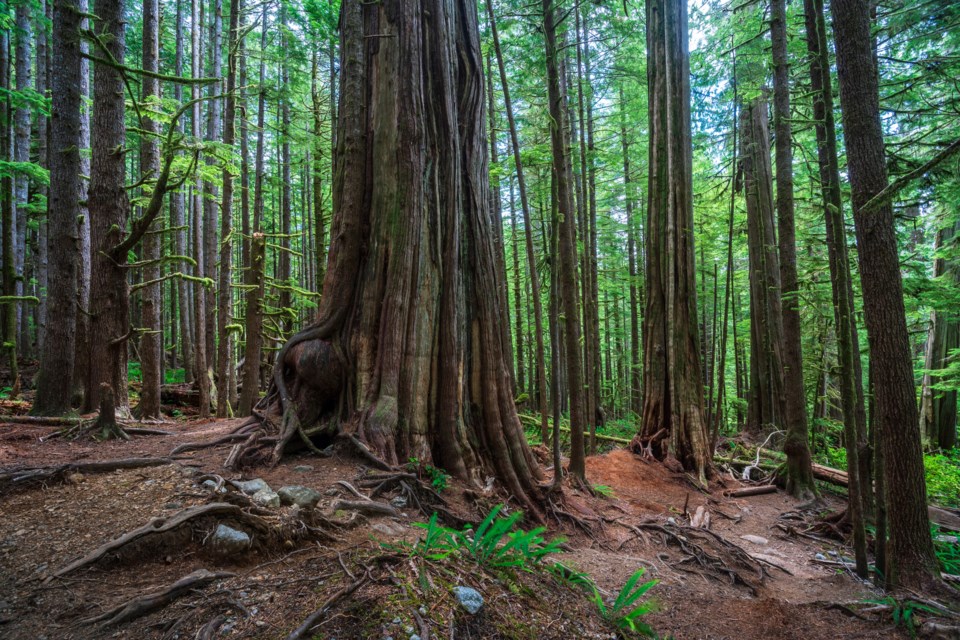  Old growth forest