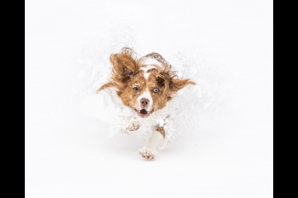 Penny in the snow on Sunday, Feb. 26.