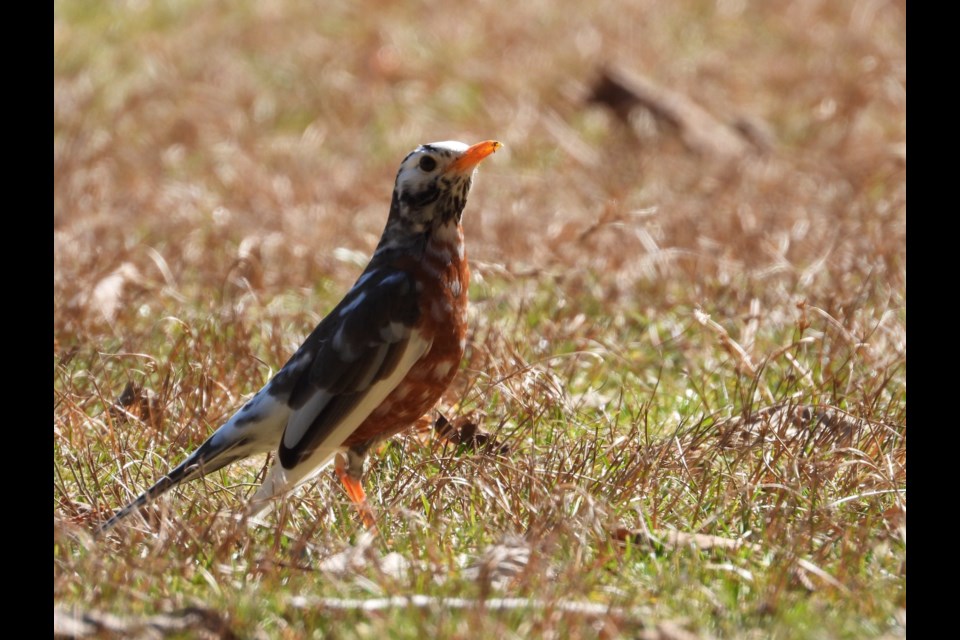 Piebald robin known for white patches caused by lack of pigment