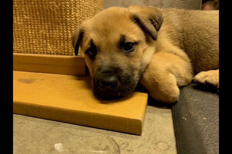 One of the puppies being cared for at the Squamish SPCA. 