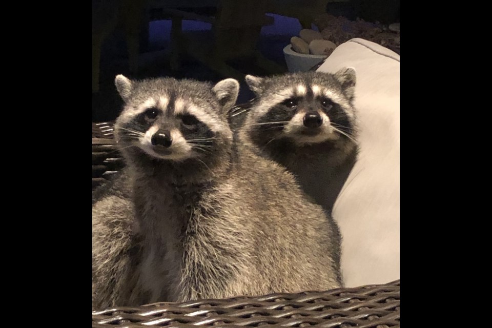 The raccoons made themselves at home. 