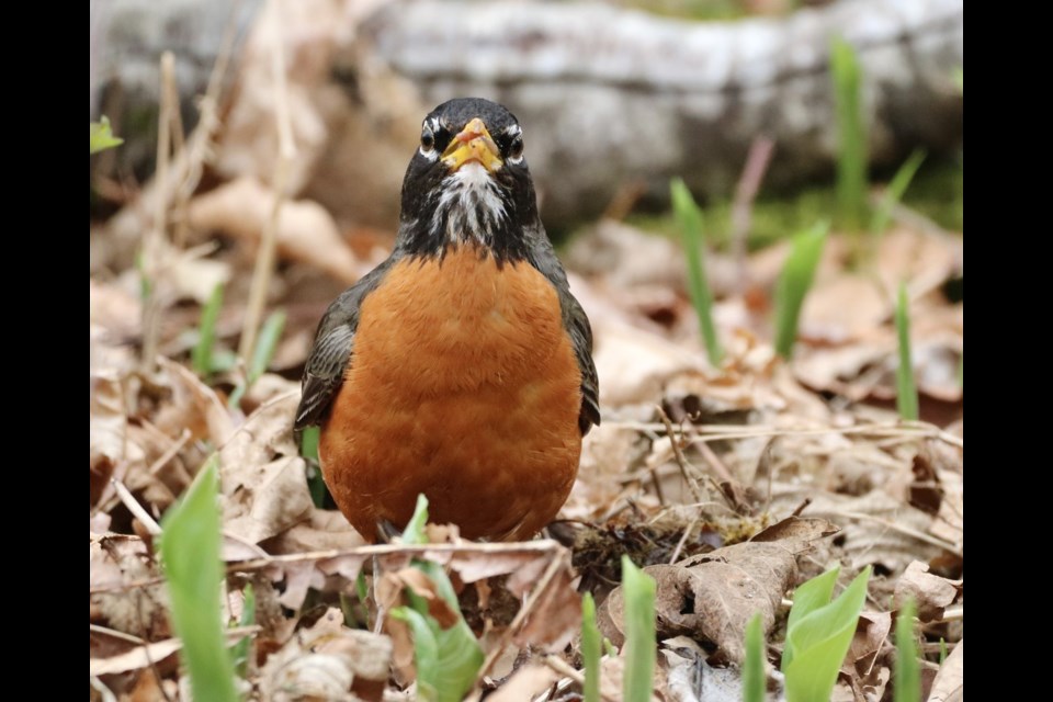 Squamish photographer Aafreen Arora captured this robin having a snack. 