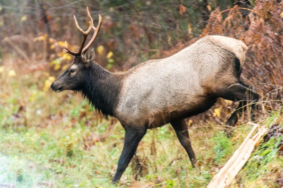 Roosevelt Elk.