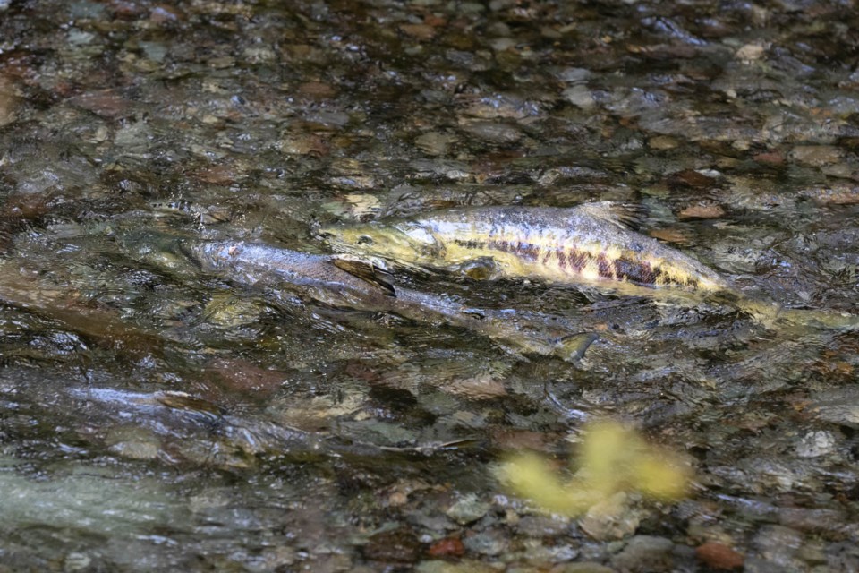 The recent rains have brought the river levels up, and the salmon (Chum) are filling the local spawning channels. 