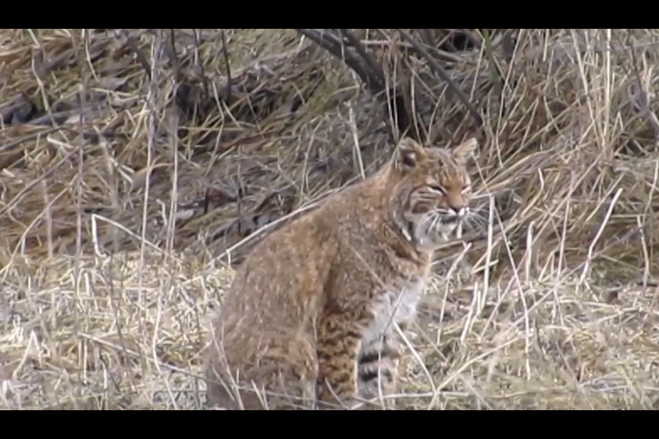 A screengrab of the bobcat Tim Cyr saw in the estuary.