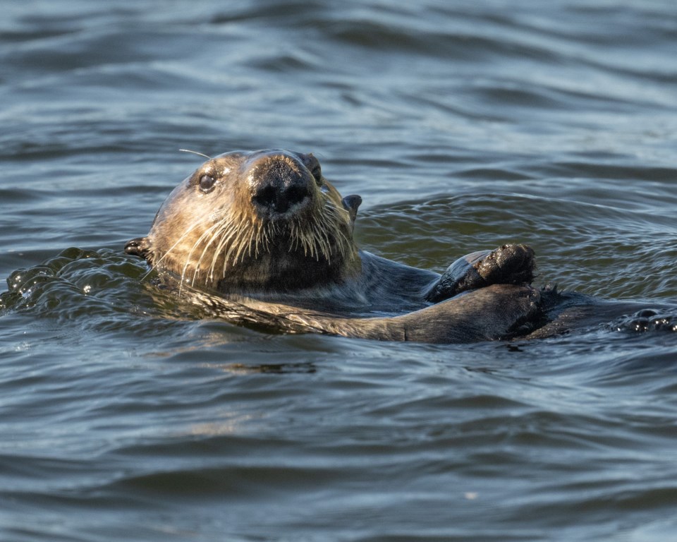 Sea otter back 4-6276