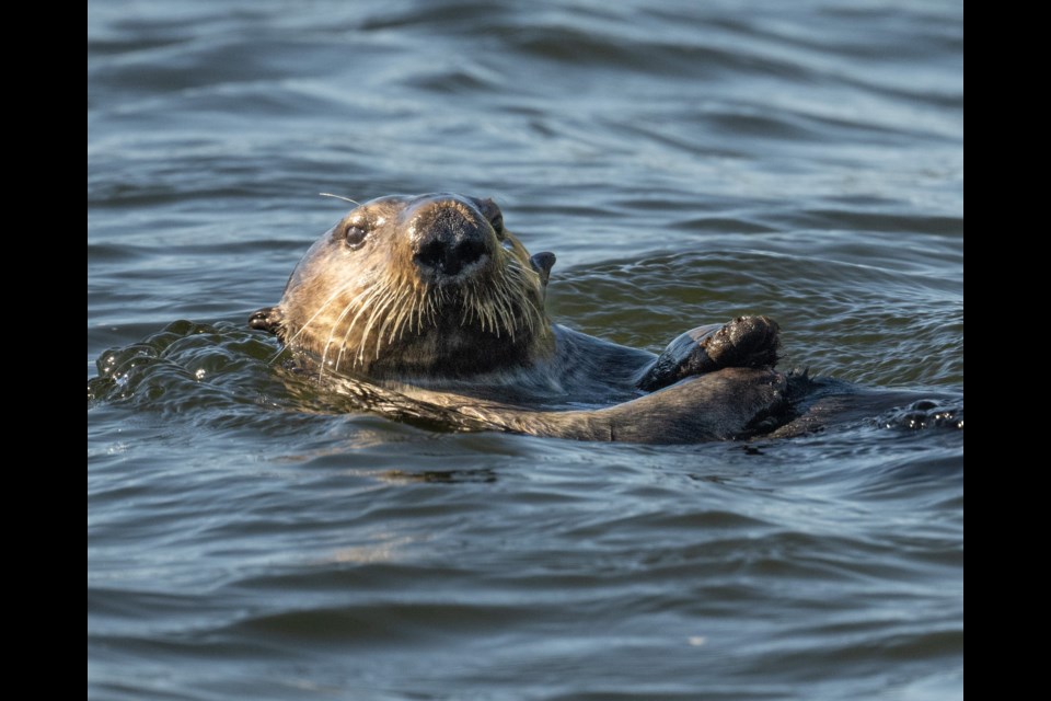A male sea otter was spotted by Squamish photographer Brian Aikens in Howe Sound near Squamish in mid-April. 