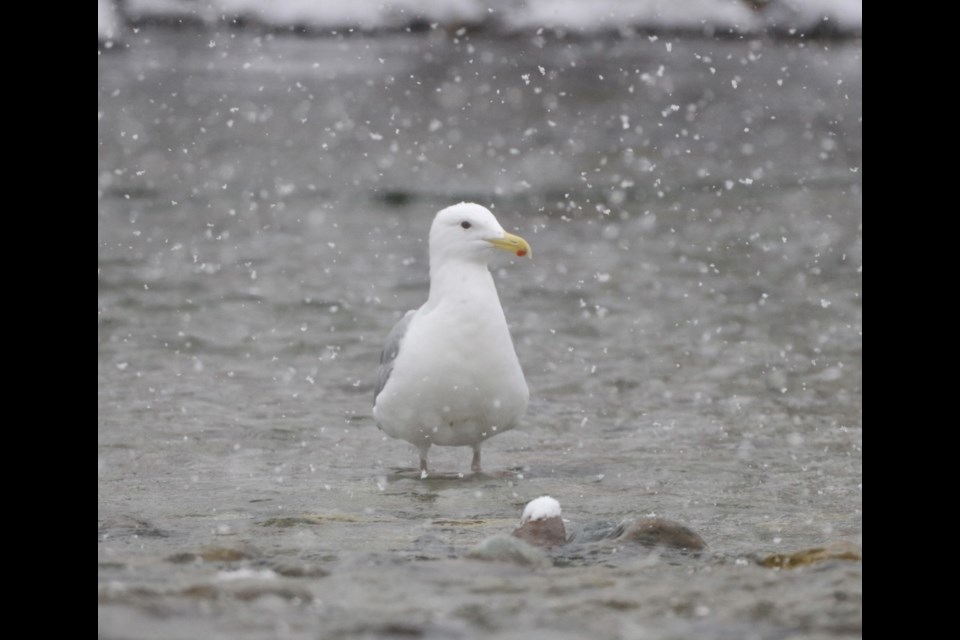 A day in the life of a Squamish seagull. 