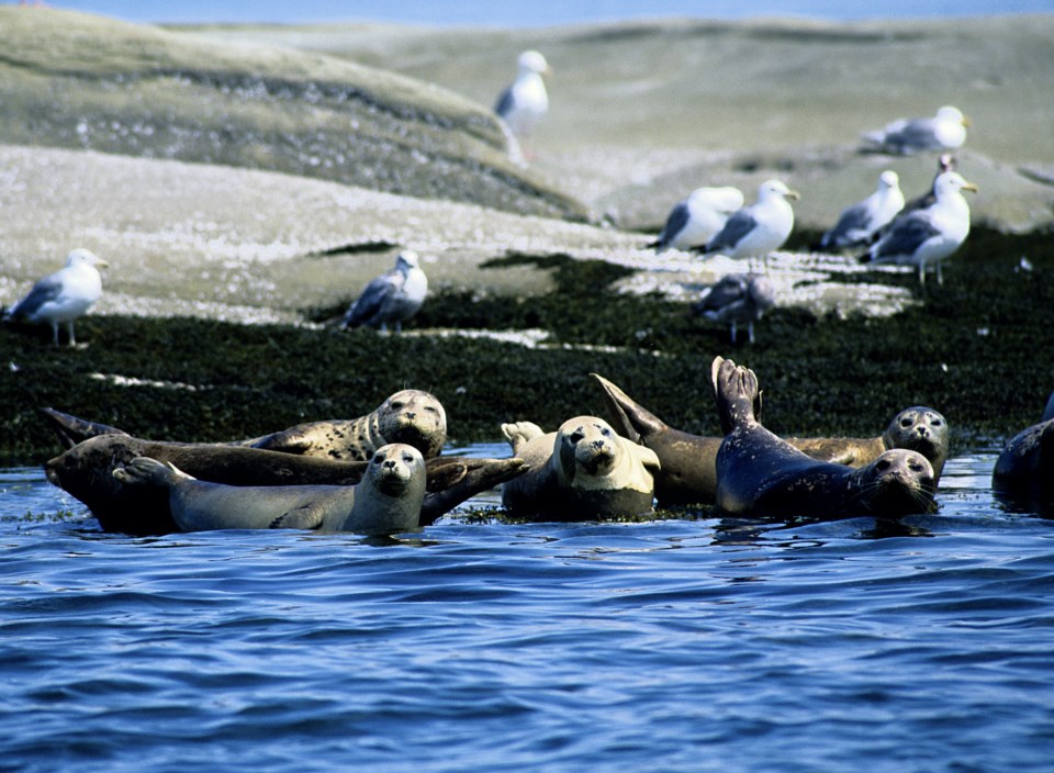 sealsgerard-soury