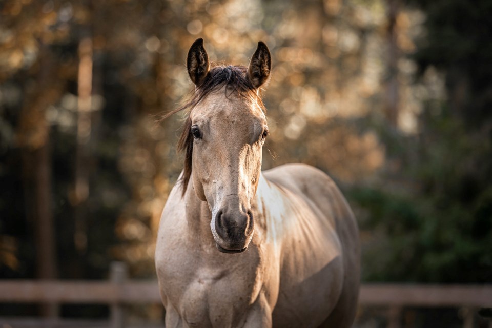 Rescue horse at Second Chance Cheekye Ranch. 