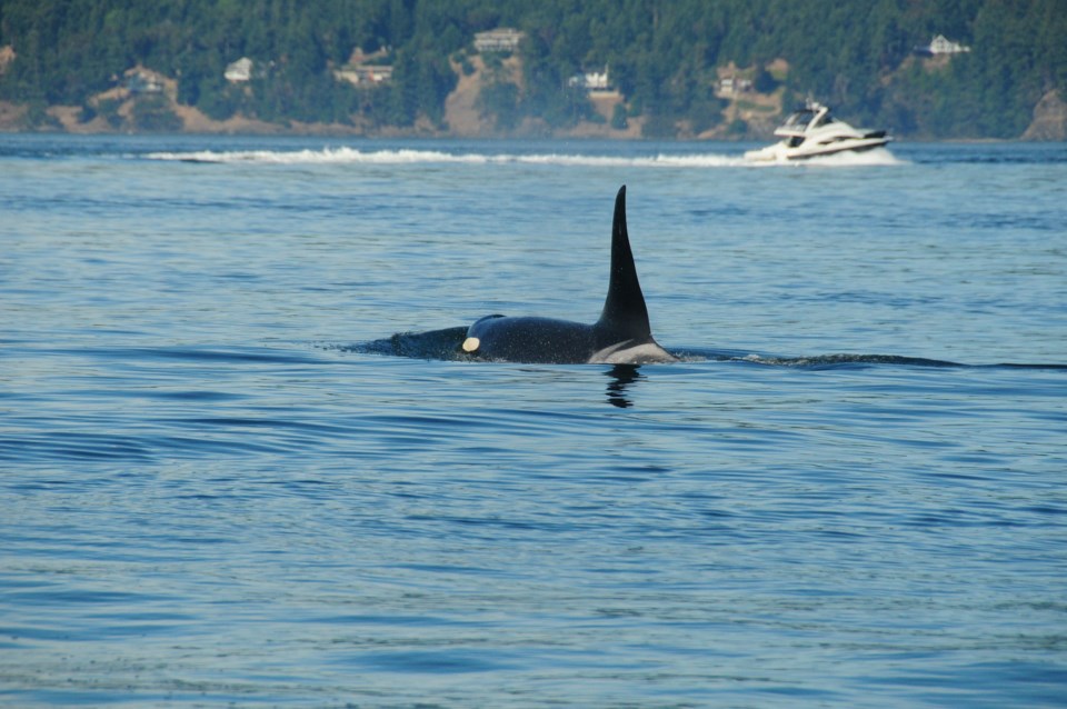 Sergio Amiti Southern Resident Killer Whale