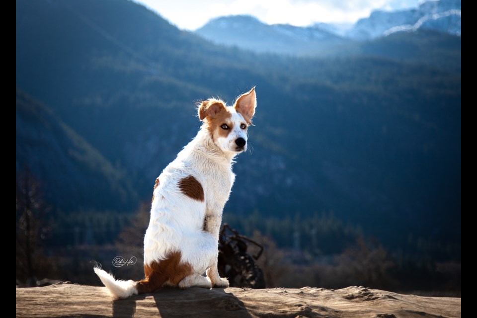 A Squamish dog enjoys the local views. 
(Find more photos of Squamish dogs at Paw Prints Pet Photography: www.pawprints-photo.com.)
