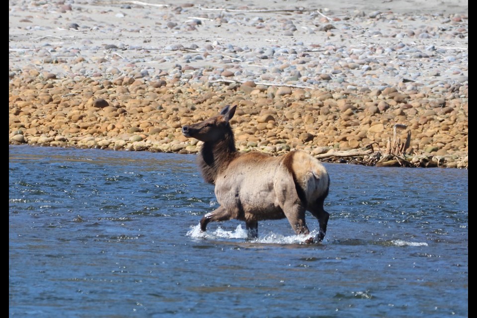 Squamish photographer Aafreen Arora spotted this elk being chased by wolves on the Mamquam River on Monday, April 12. 