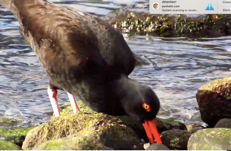 An oystercatcher looks for his snack. 