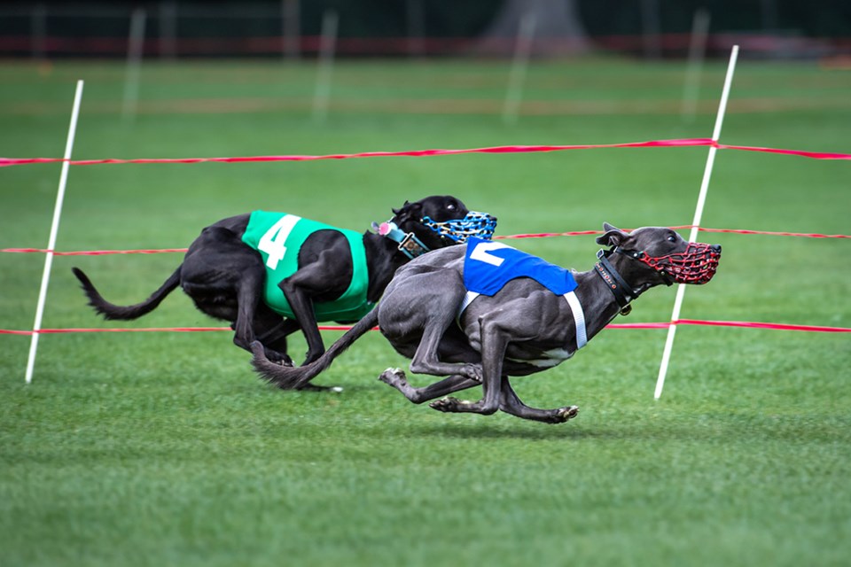 Squamish whippet races, held at Brennan Park Aug. 22 and 23. 