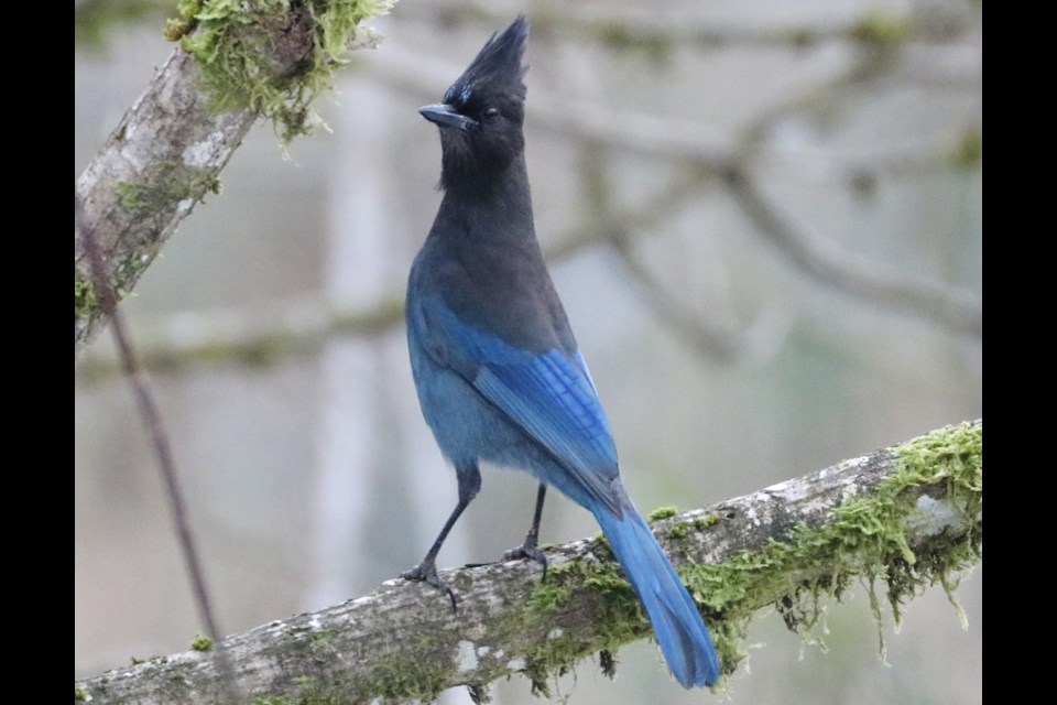 This weekend marks the 26th Global Backyard Bird Count.