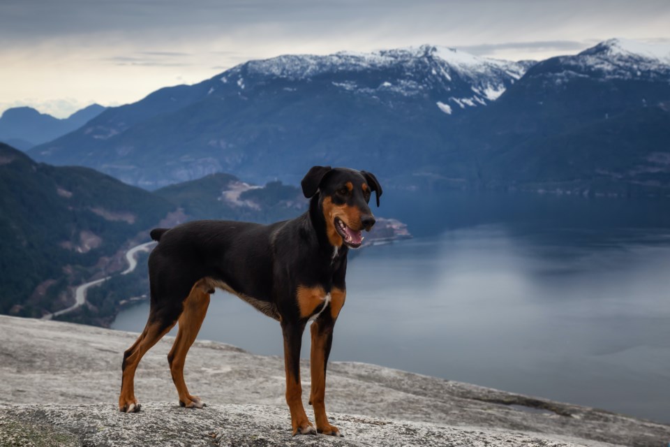 squamishdog