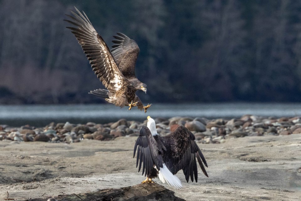 squamisheaglephoto6353