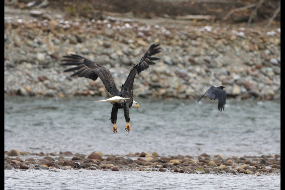 The 2022/2022 eagle season has begun. 
Squamish Environment Society Eagle Watch volunteers are at Eagle Run dike for one hour each morning and afternoon every day during prime eagle season, from early November until early January.
