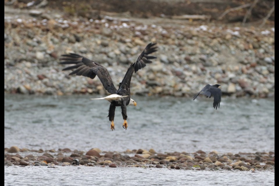 The 2022/2022 eagle season has begun. 
鶹Environment Society Eagle Watch volunteers are at Eagle Run dike for one hour each morning and afternoon every day during prime eagle season, from early November until early January.