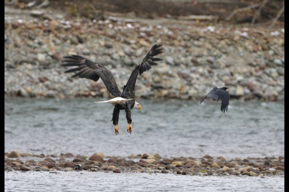 The 2022/2022 eagle season has begun. 
Squamish Environment Society Eagle Watch volunteers are at Eagle Run dike for one hour each morning and afternoon every day during prime eagle season, from early November until early January.