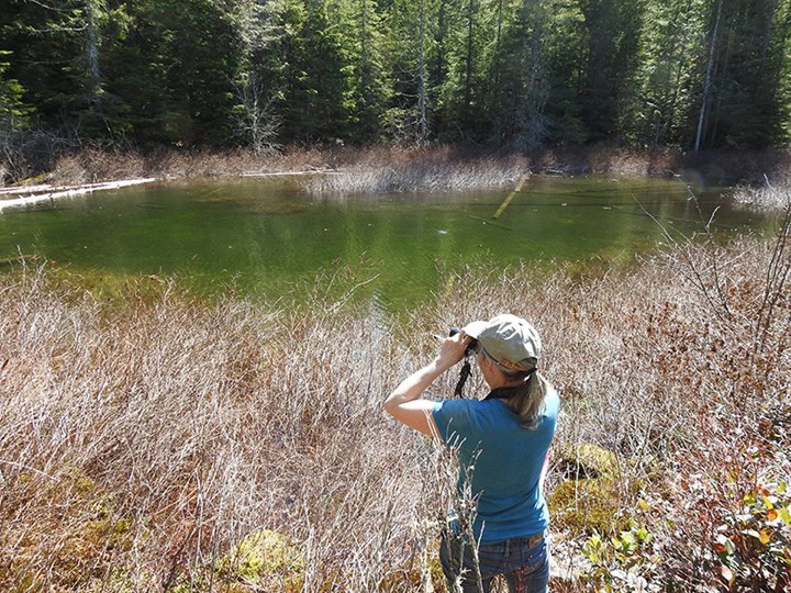 Squamish's Rachel Shephard doing survey work at Fawn Lake. 