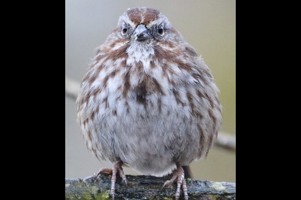 BIRD ONE: Can you name this bird? Email editor@squamishchief.com with the answers.