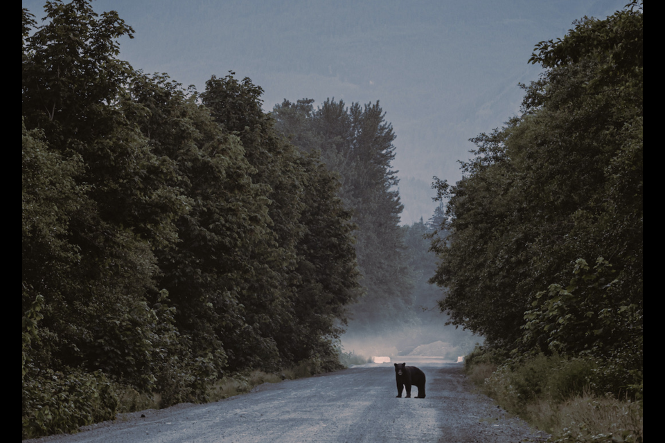 The bear Robert Davidson Keir saw this morning, July 21, in Squamish