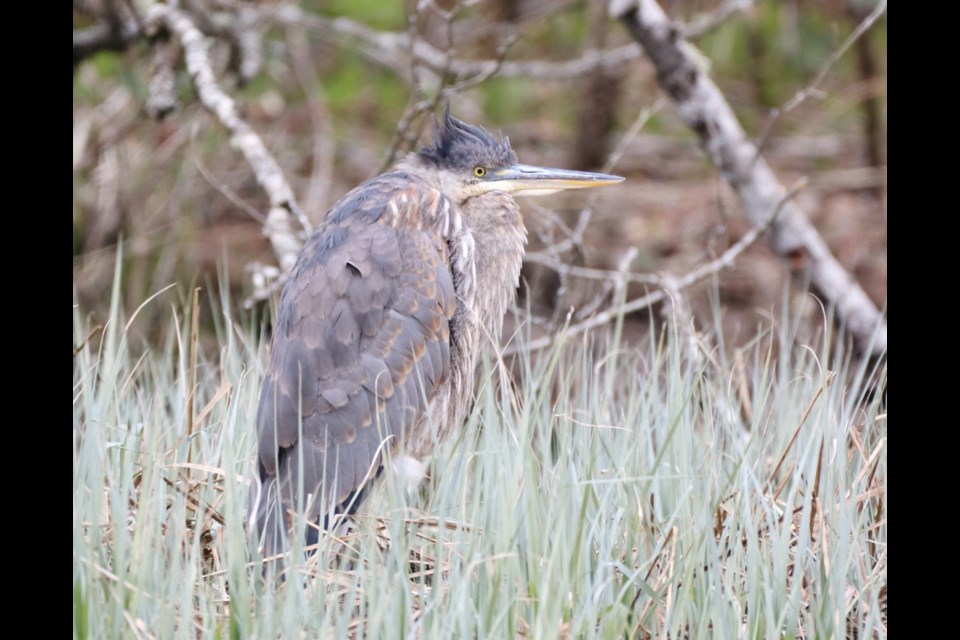 Squamish photographer Aafreen Arora captured these images of blue herons in Squamish. 