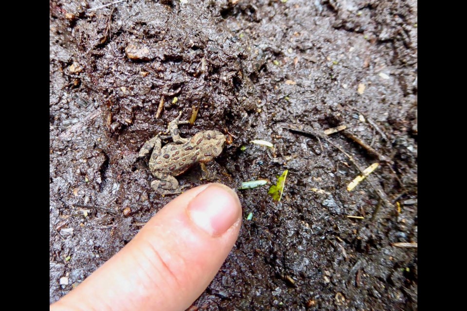 A western toadlet.