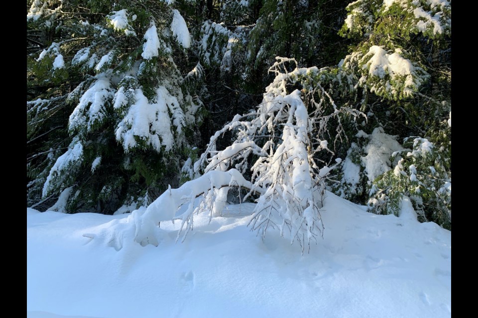 Tree branches weighed down by ice and snow as seen Jan. 9. 