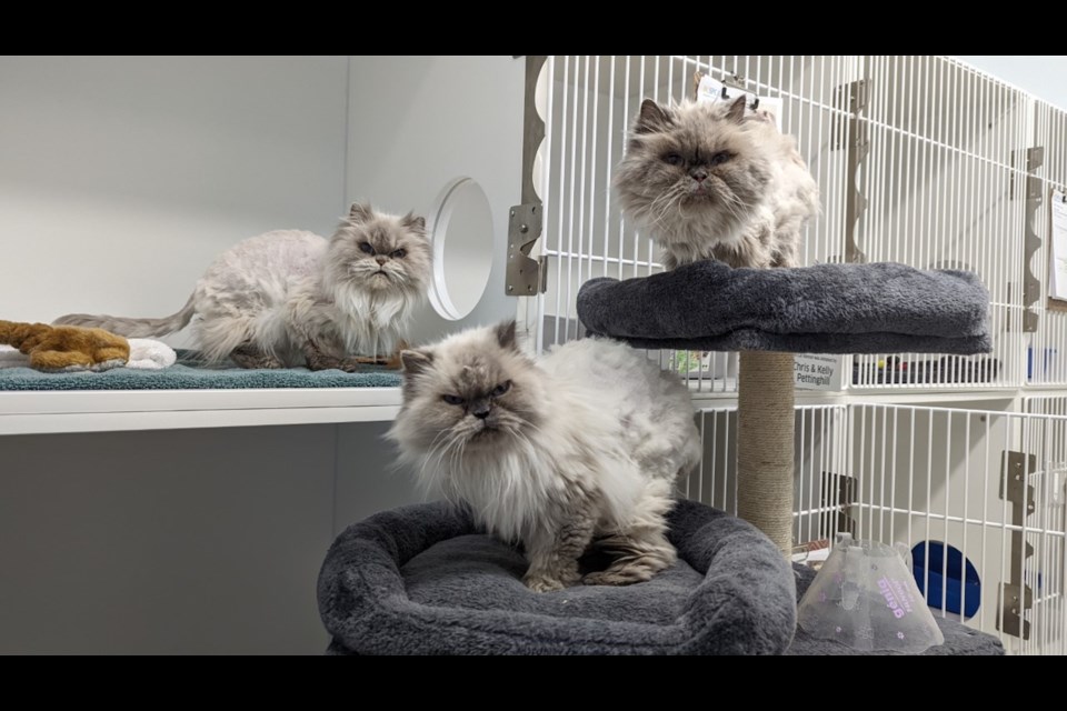 A trio of Himalayan cats is at the Squamish-based SPCA.
