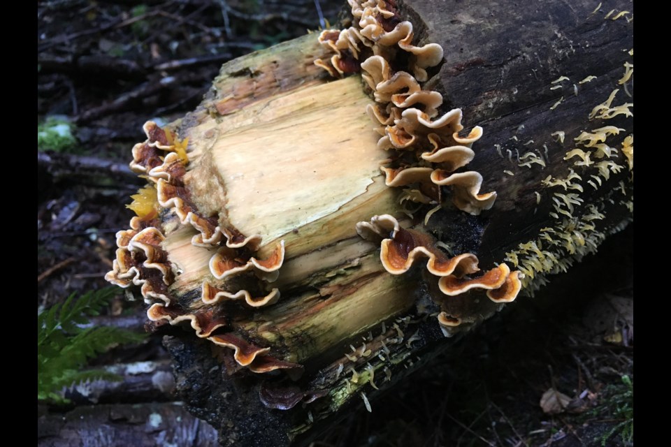 Two types of fungus on a log. When you look closely, there is much to see in Squamish. 