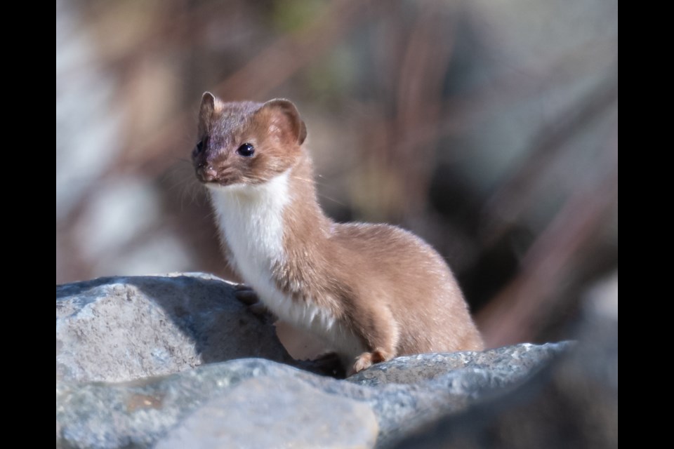 Squamish least weasel. 