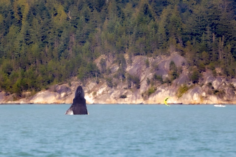 A humpback whale spotted in Howe Sound on Saturday, Aug. 20.