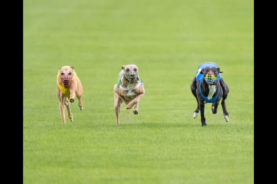 The annual BC Whippet Racing Club races are on in Squamish at Brennan Park. The races take place on Aug. 13 and 14.  