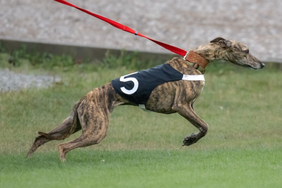 Sporting deals whippet club
