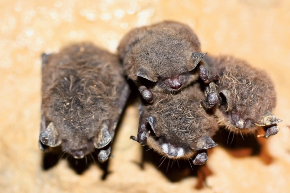 White-nose-syndrome on a cluster of little brown myotis in Canoe Creek Mine.